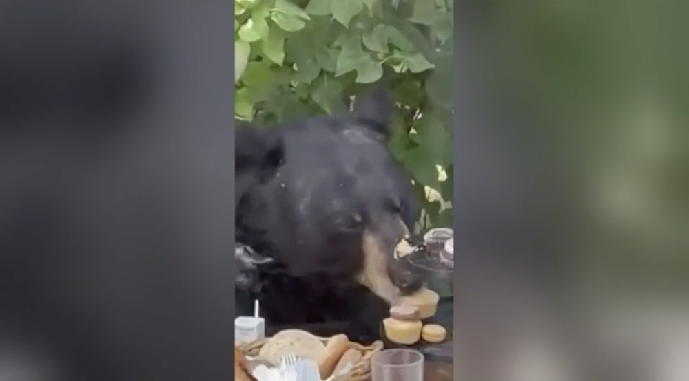 Black bear crashes toddler's birthday party in Connecticut - Vimarsana News